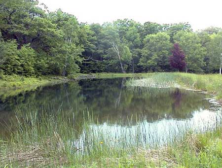 Beautiful Pond