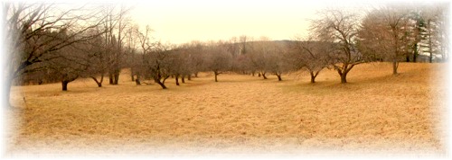 This is you view of the orchard