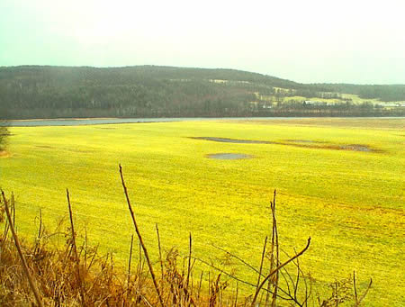 One of the last large, privately held, developable land parcels on the So. VT. Connecticut River. Great access to many level building sites with dramatic sweeping views of the river and valley. Over � mile of frontage of the Connecticut River, over 1 mile of stream frontage on the two year around streams running through the property.