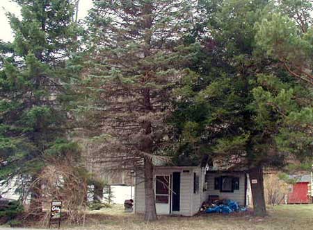 Affordable tiny cottage in the Catskill Park on a trout stream!!!