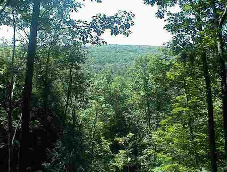 This property also includes a 500 sq. ft. studio all newly renovated with high ceilings, wood floors, propane heat and electric.