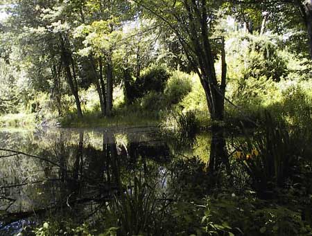 Violet Bank