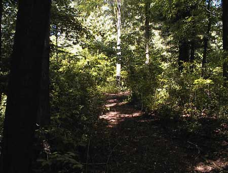 violet bank