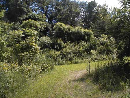 violet bank
