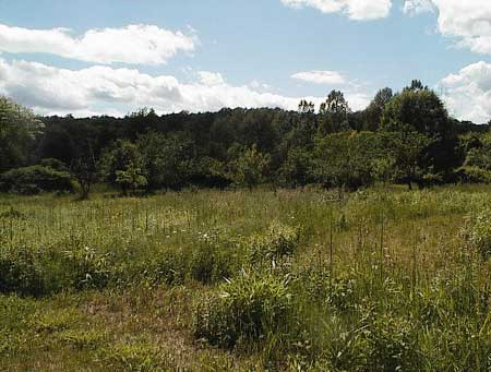 Violet Bank