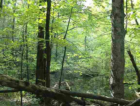 Guaranteed privacy  in  this 50 acre majestic forest.