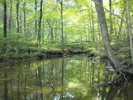 beautiful spring fed pond &